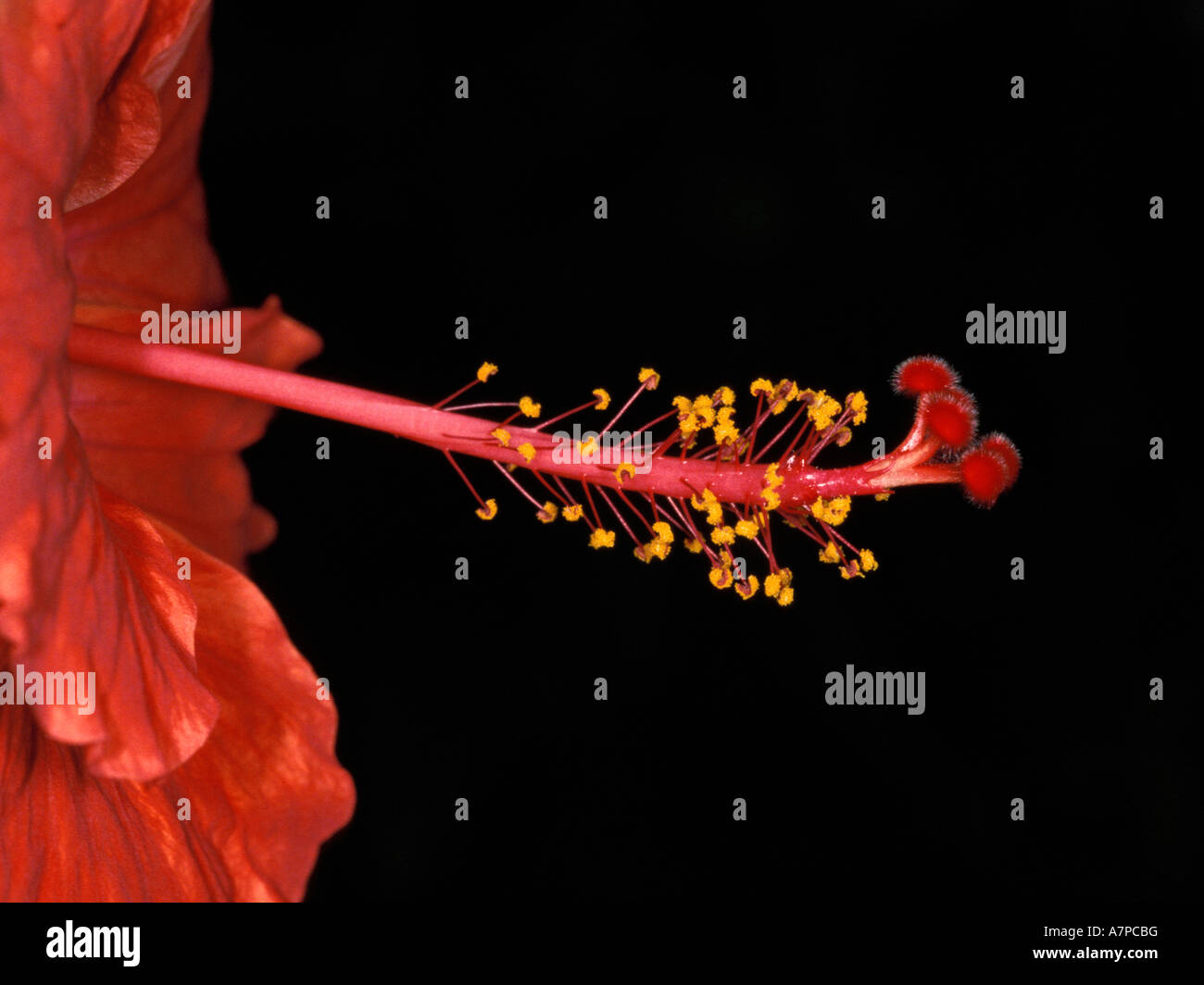 Red hibiscus flowering close hi-res stock photography and images - Alamy