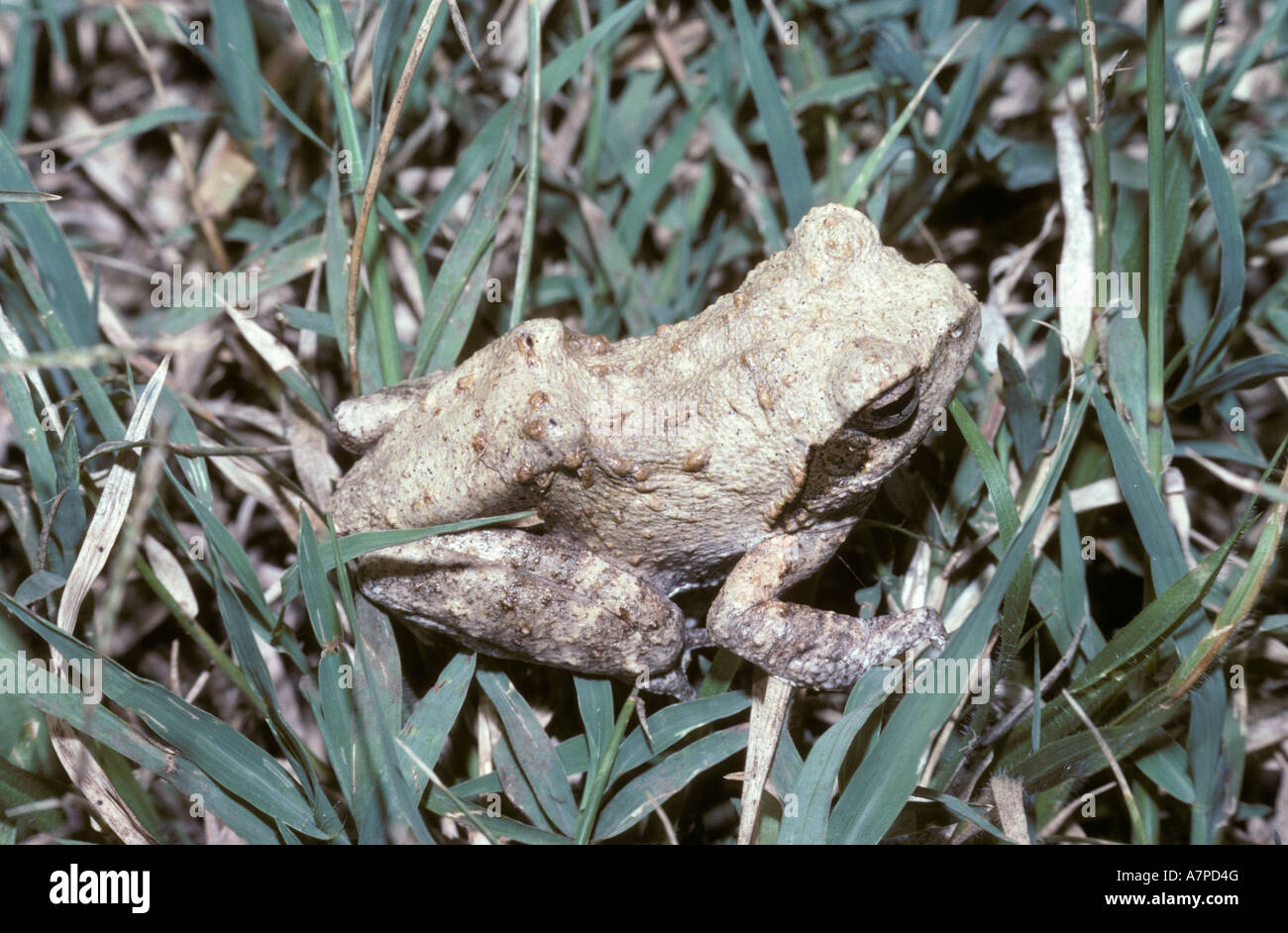 Foam nesting frogs hires stock photography and images Alamy