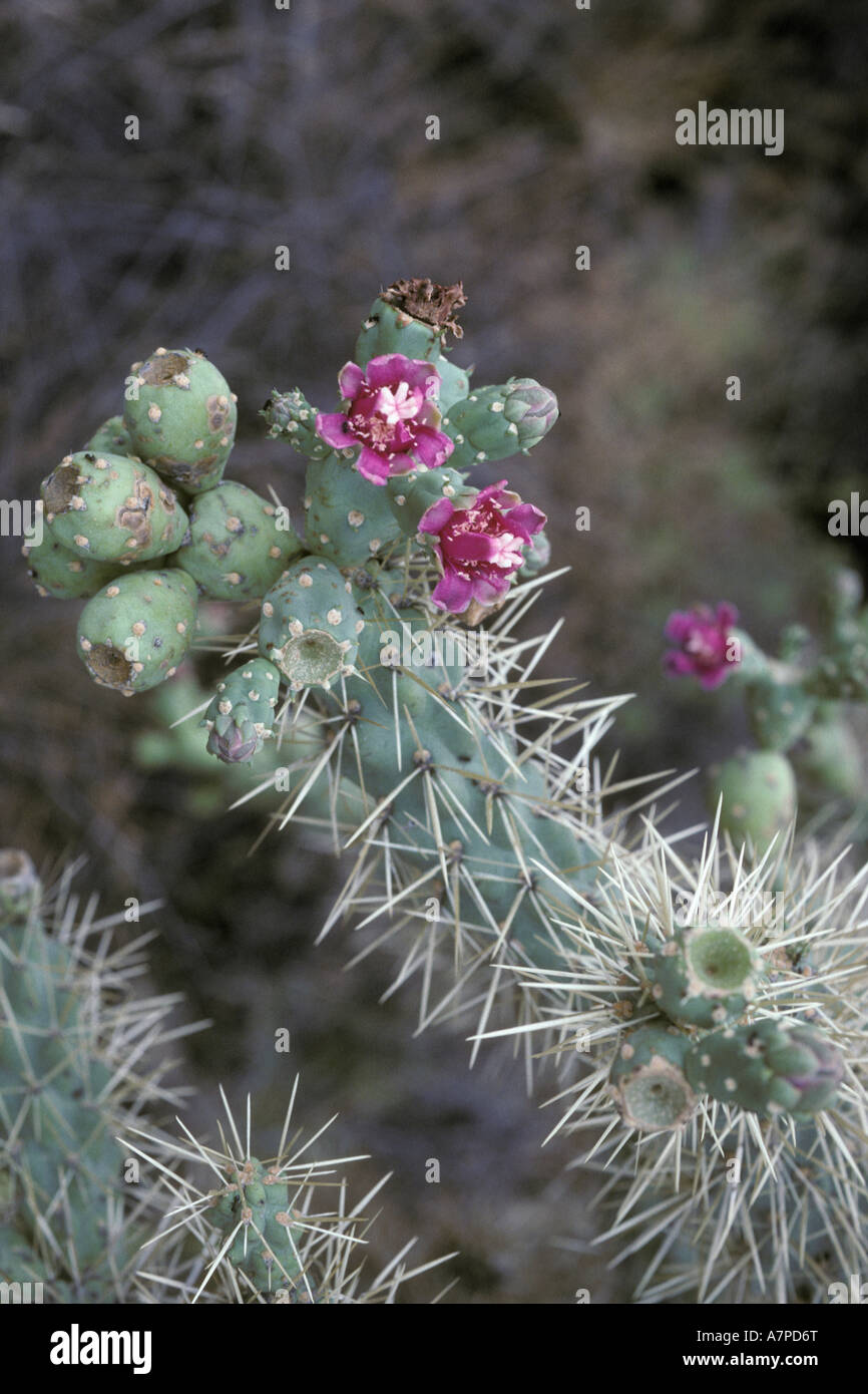 Chain fruit cholla cactus Opuntia fulgida flowering in desert Arizona USA Stock Photo