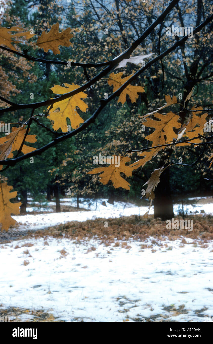 Black oak tree hi-res stock photography and images - Alamy