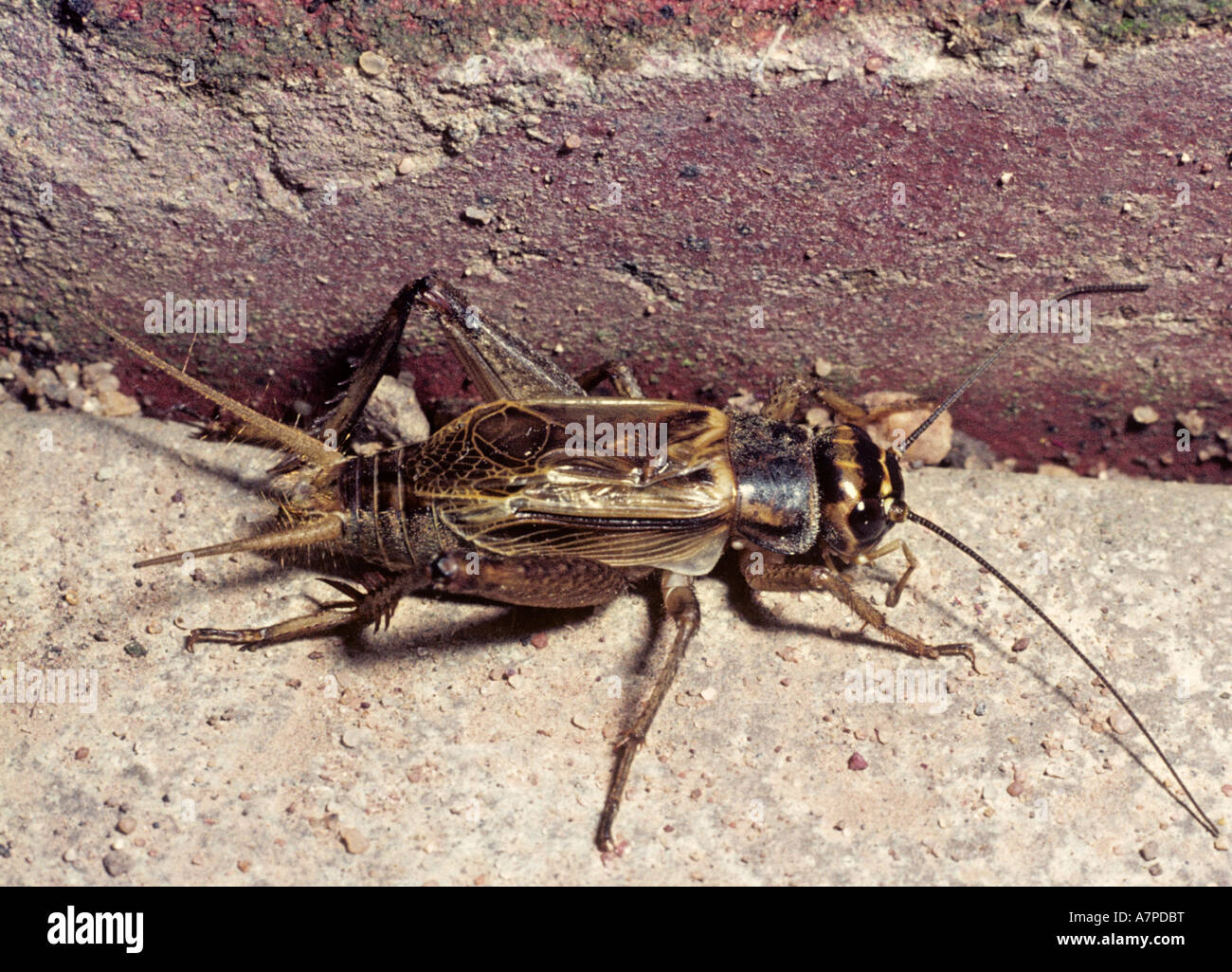 House cricket male (Acheta domesticus: Gryllidae) on a house wall, UK Stock Photo