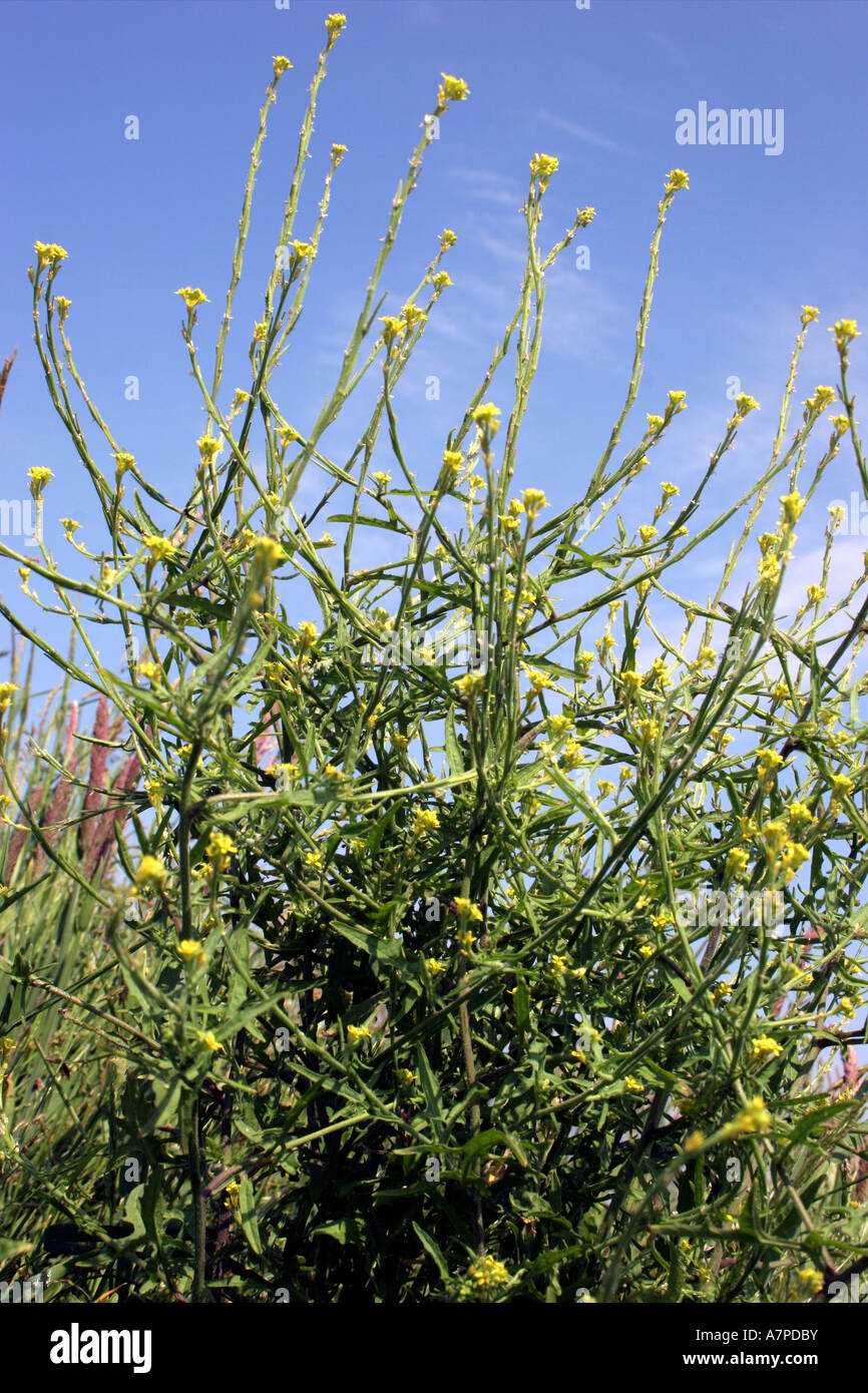 Hedge mustard Sisymbrium officinale Brassicaceae UK Stock Photo