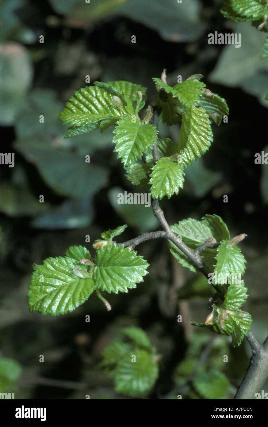 English Elm Ulmus Procera Ulmaceae Young Leaves In Spring Uk Stock Photo Alamy