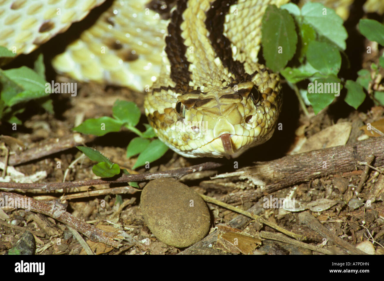 Cascabel rattlesnake Crotalus durissus Viperidae flicking out its tongue at night in tropical dry forest Costa Rica Stock Photo