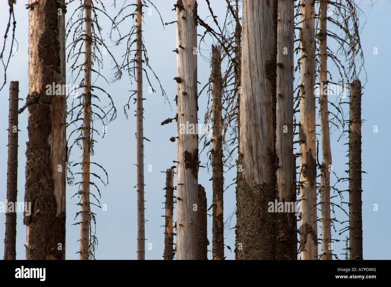 By bark beetles damaged trees Stock Photo - Alamy