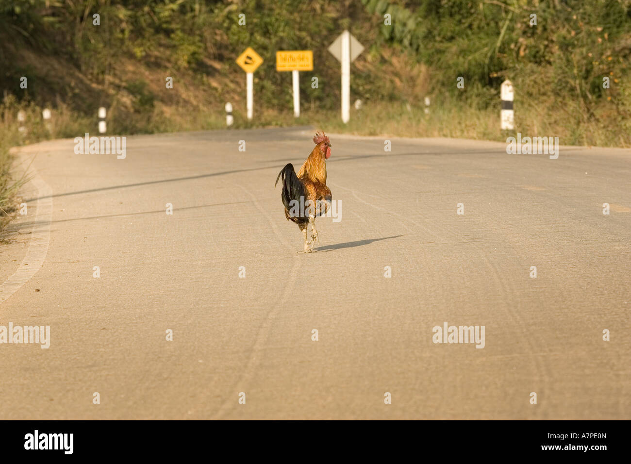 Why did the chicken cross the road Stock Photo Alamy