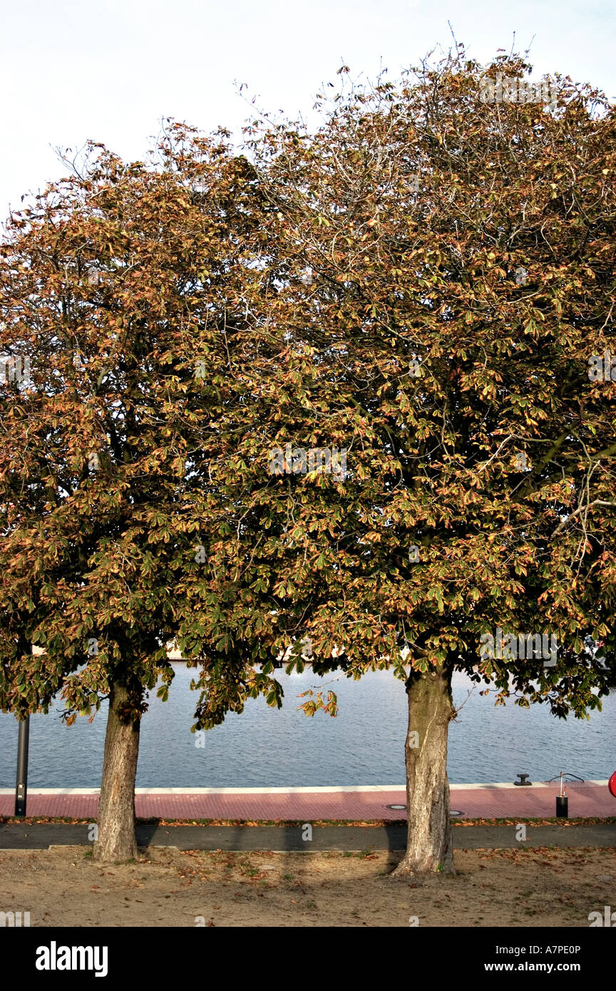 Two vertical leaves hi-res stock photography and images - Alamy