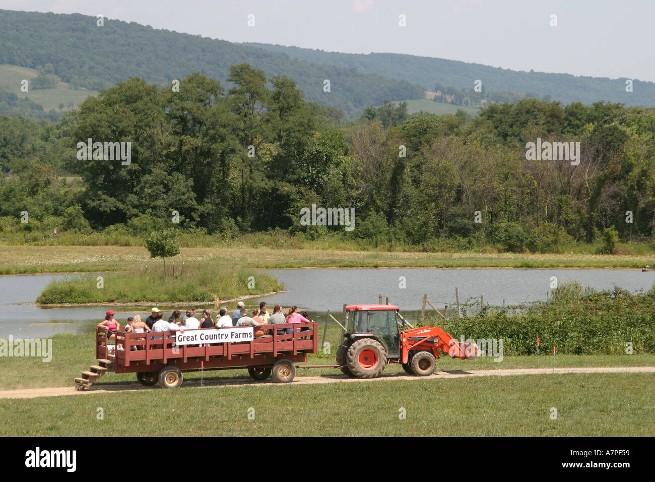 Virginia Loudoun County,Bluemont,Great Country Farms,dog dogs,pet pets