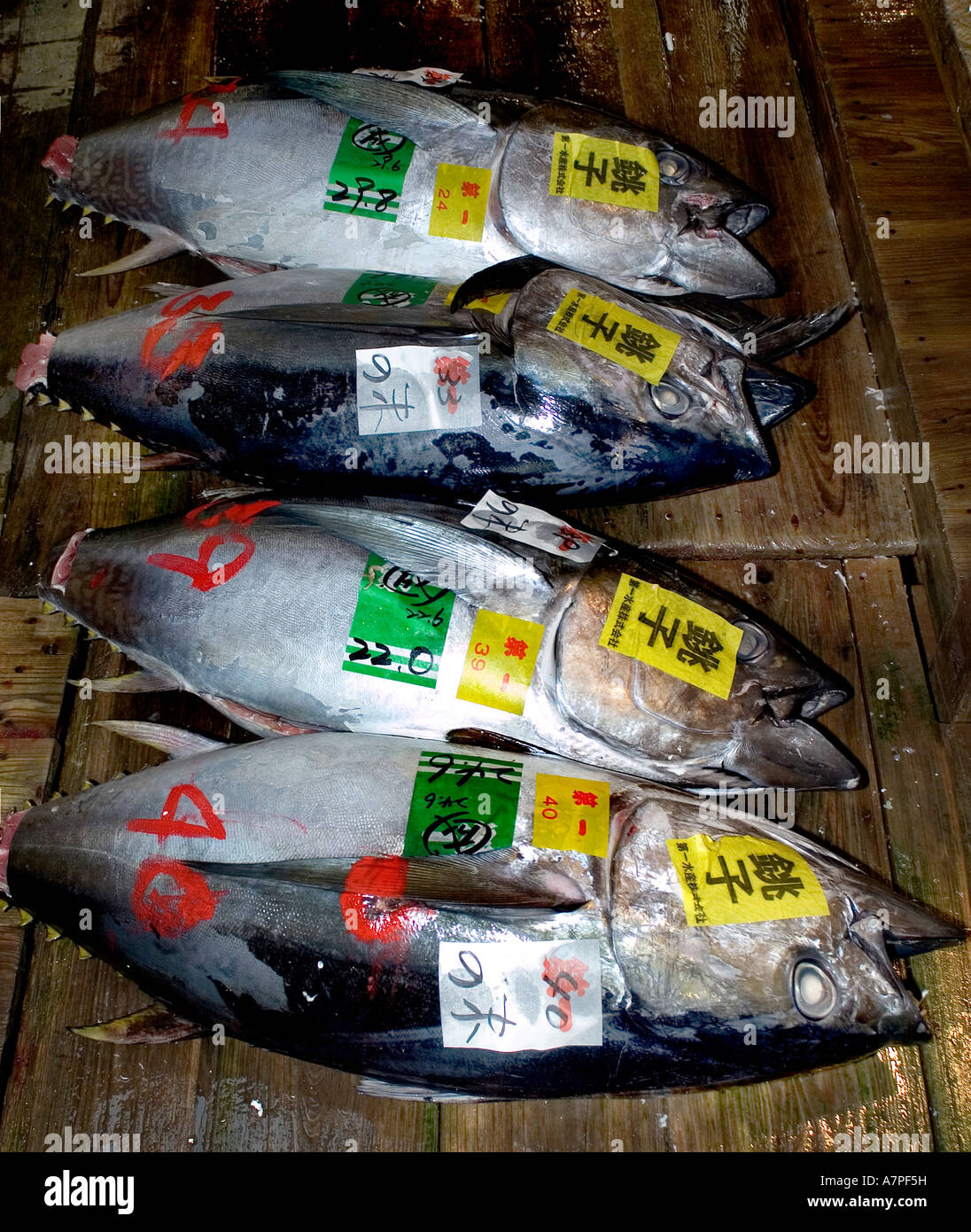 Tokyo Japan Tsukiji  fish market is the biggest wholesale fish and seafood market in the world. Tuna Auction, Japanese Stock Photo