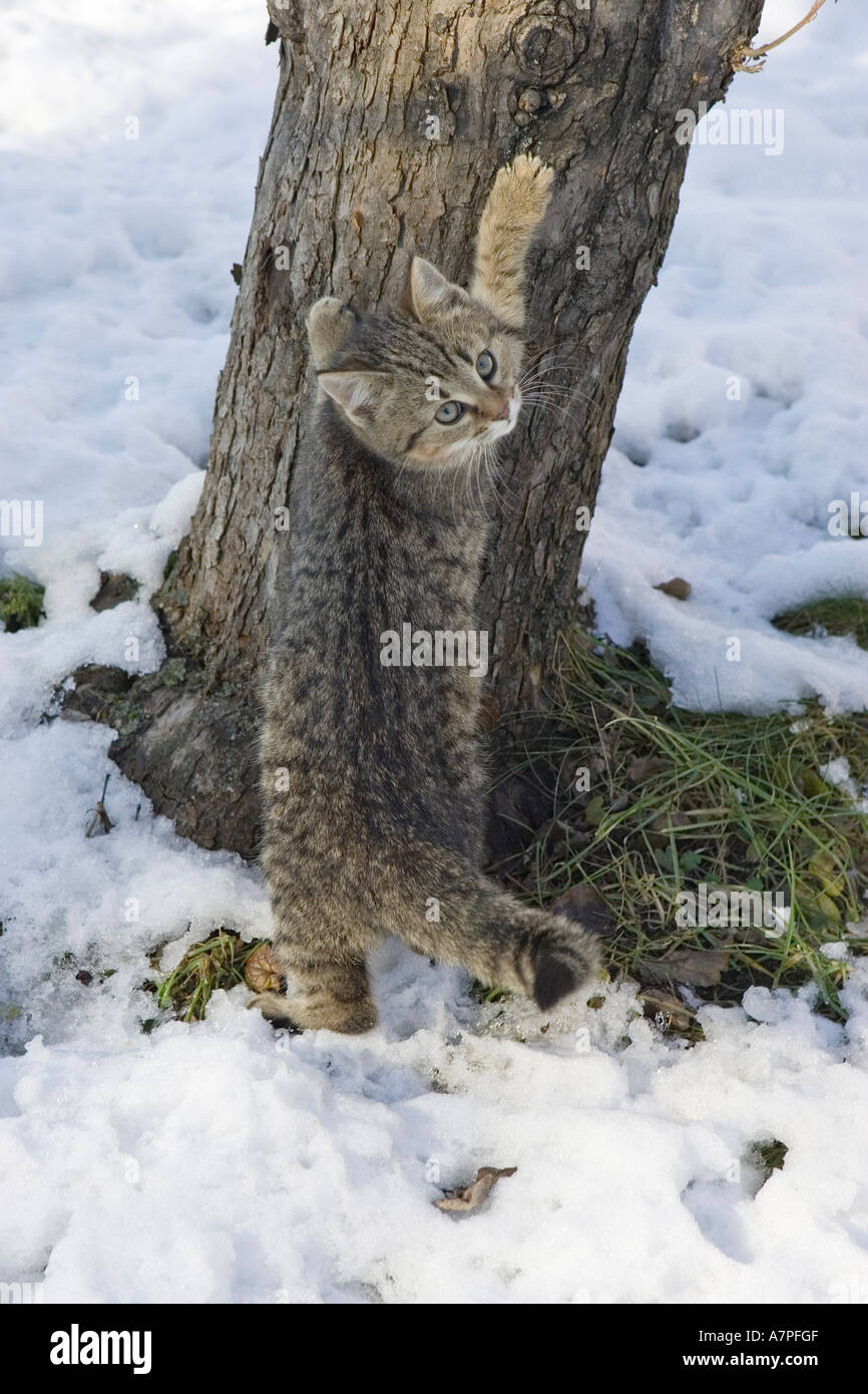 Young domestic cat on a apple tree Stock Photo