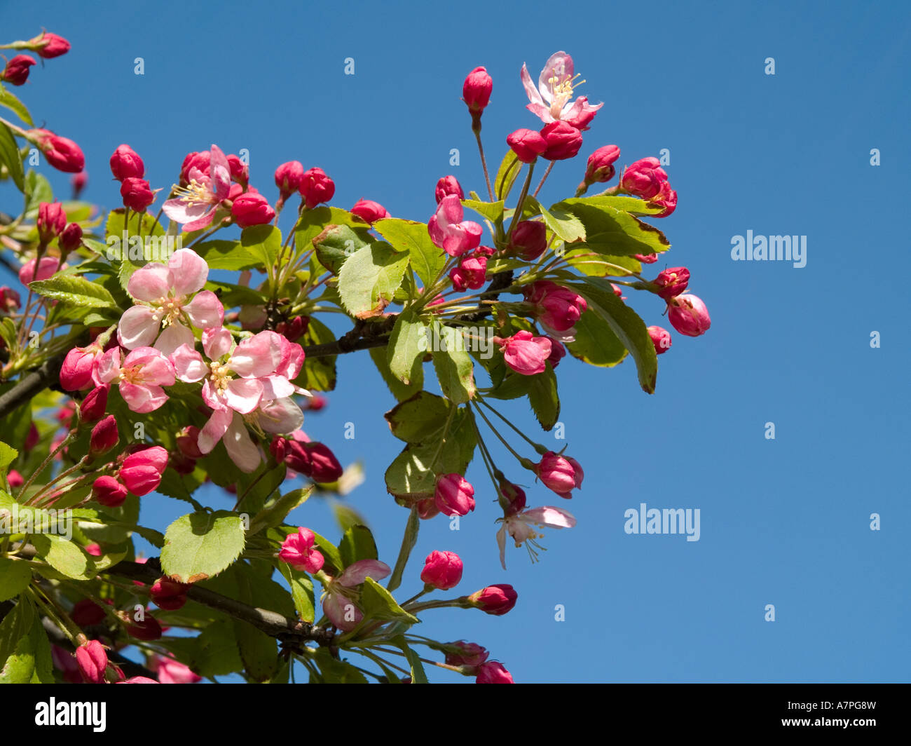 Pink blossom of a crab apple tree against blue sky Stock Photo