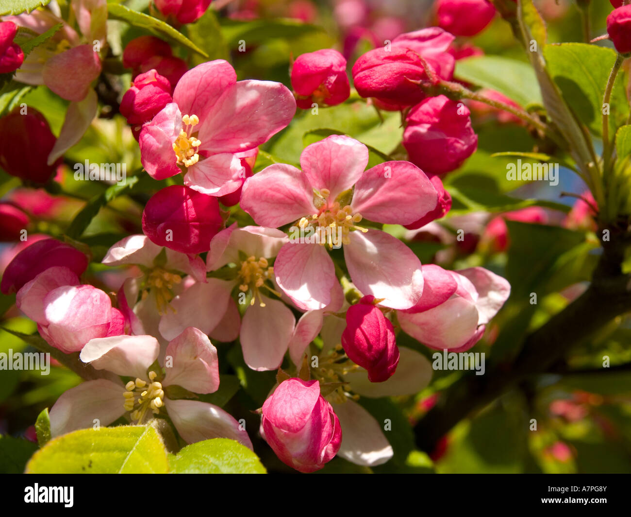 Pink blossom of a crab apple tree Stock Photo Alamy