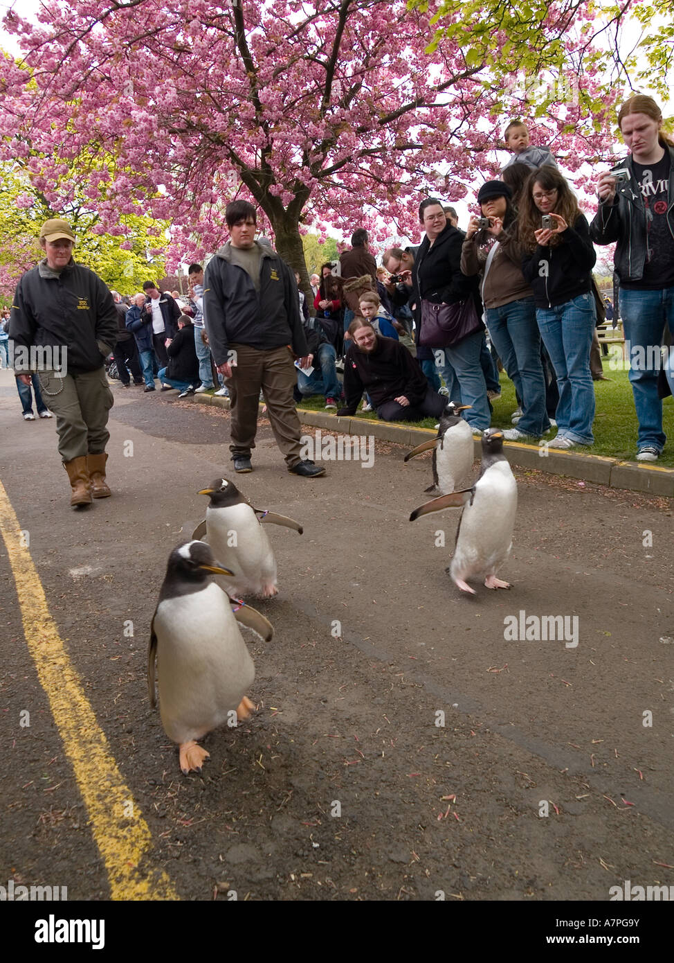 Penguin parade at Edinburgh Zoo where keepers walk the penguins in a