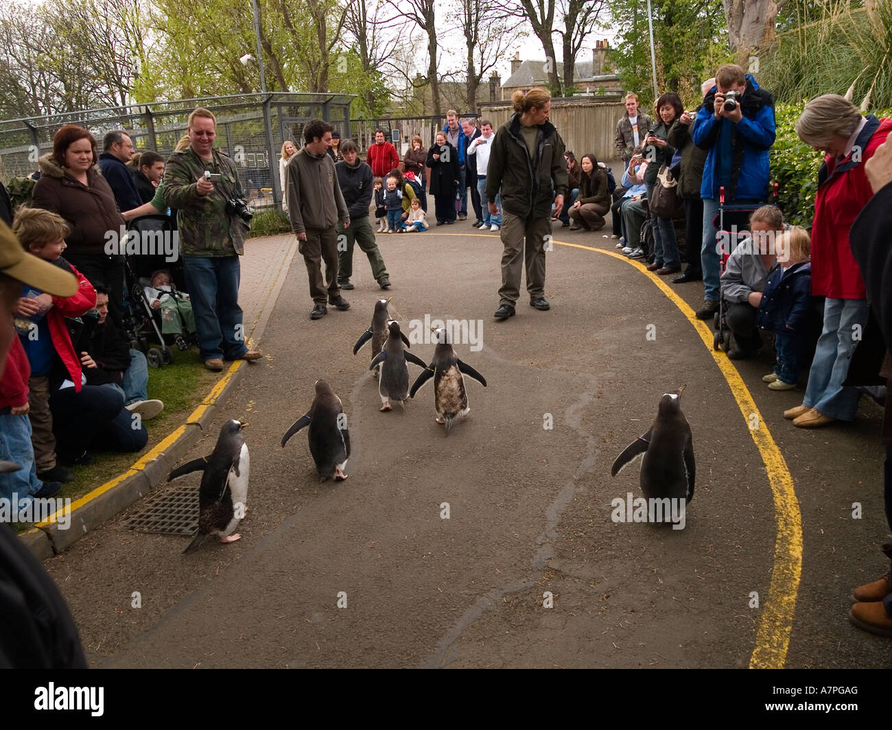 Penguin parade at Edinburgh Zoo where keepers walk the penguins in a circuit between visitors Stock Photo