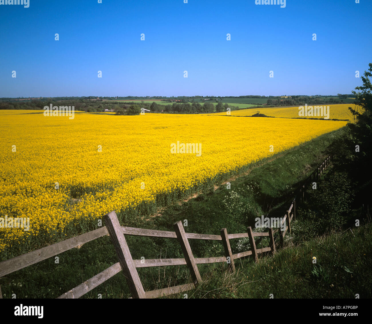 Rape fields in bloom above the valley of The River Brett north of Hadleigh Suffolk Stock Photo