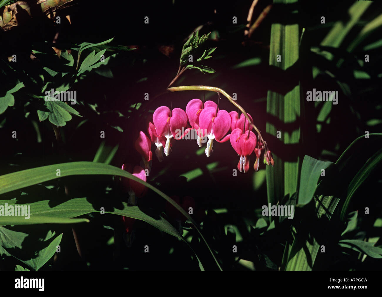 Dicentra spectabilis hires stock photography and images Alamy