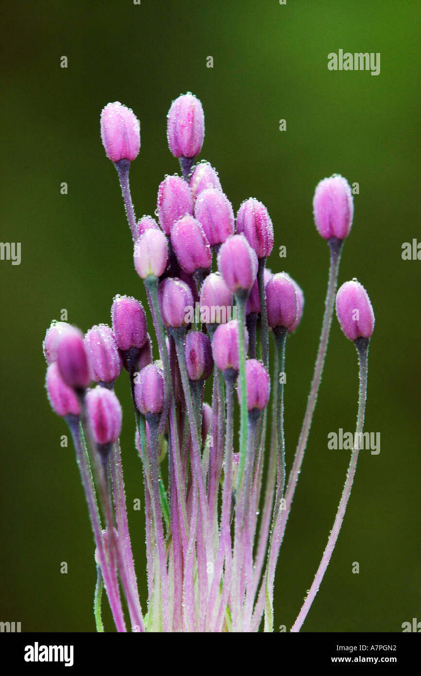 Blossom of allium carinatum Stock Photo