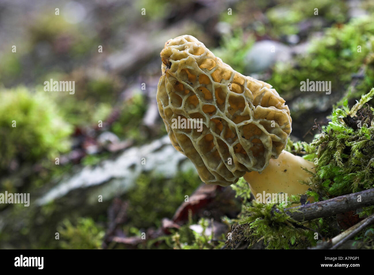 Morel (morchella esculenta). Valuable mushroom, growing March to June
