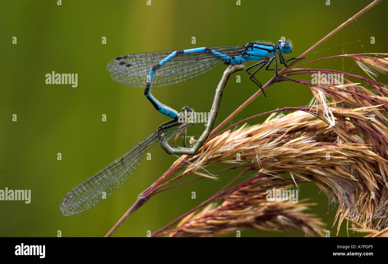 Azure damselfly mating hi-res stock photography and images - Alamy