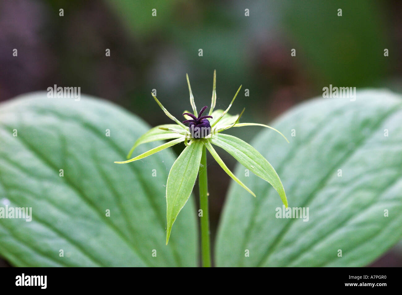 Paris quadrifolia, poisonous plant with four leaves and one black Stock