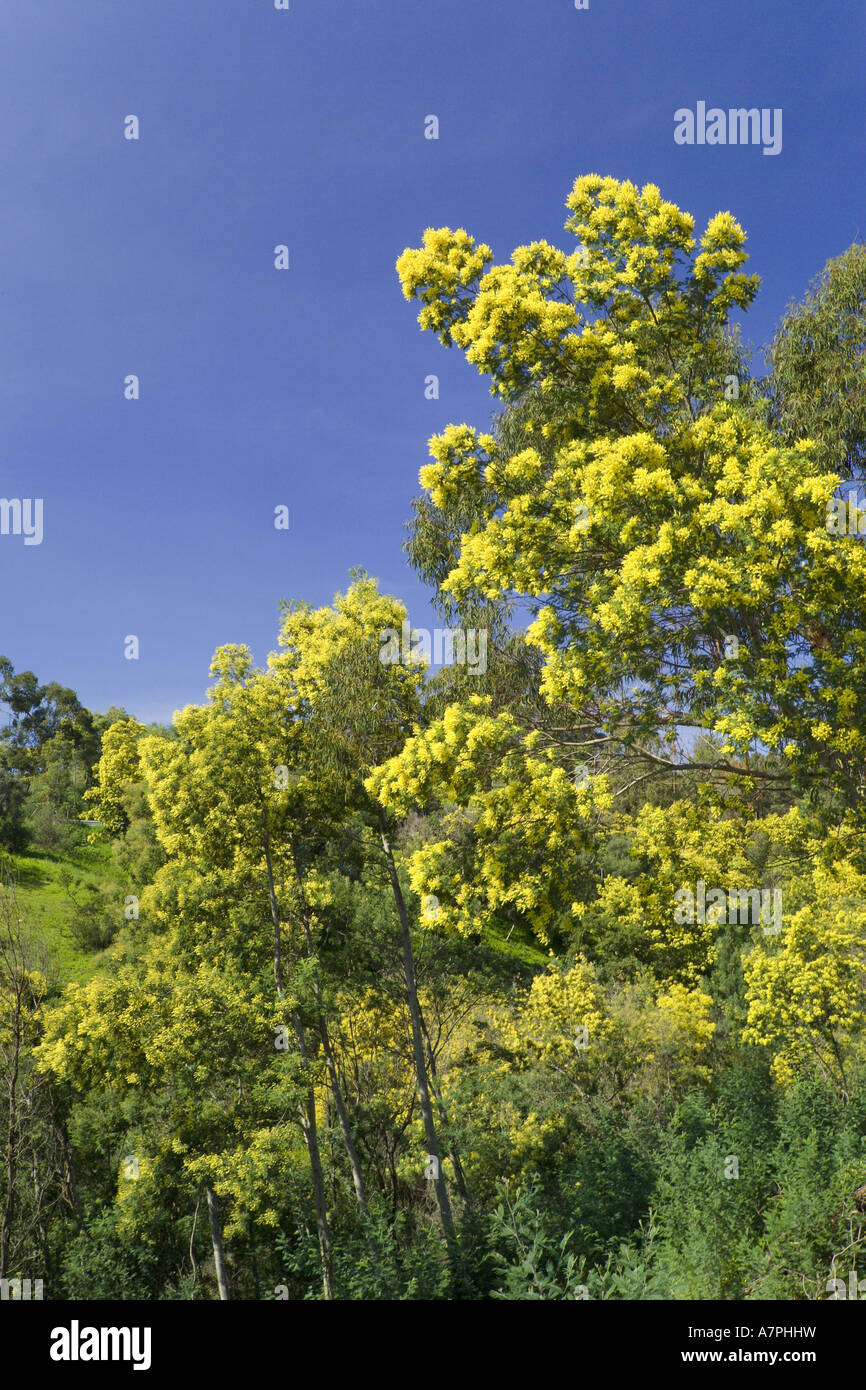 Portugal, the Algarve, Monchique, Mimosa trees in flower Stock Photo