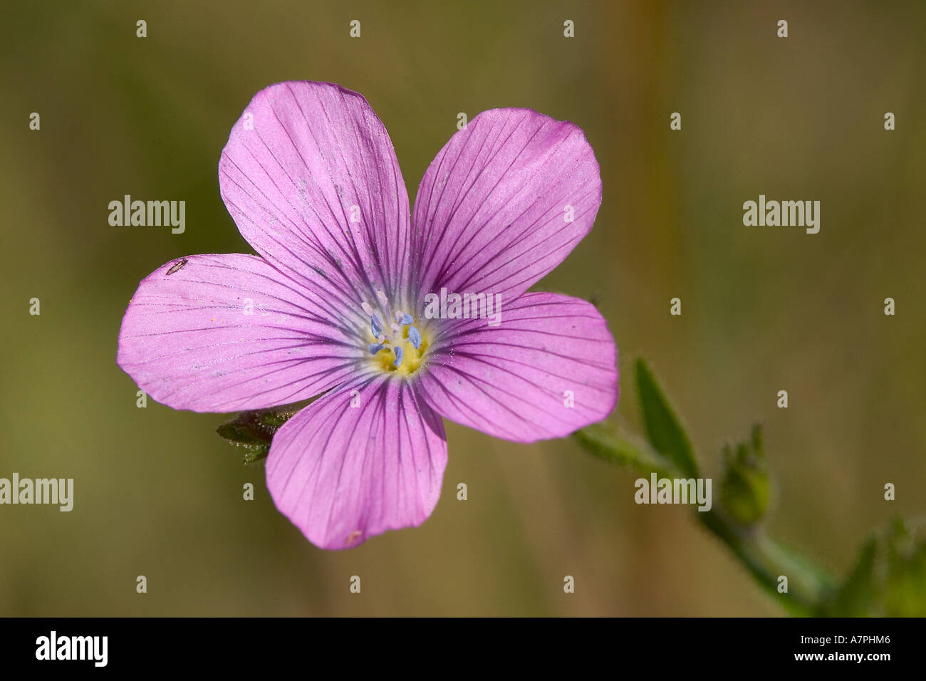Linum viscosum is a mediterranean plant and occurs in Germany only in few locations. Stock Photo