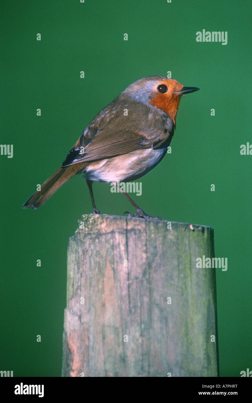 Robin Bird Stock Photo
