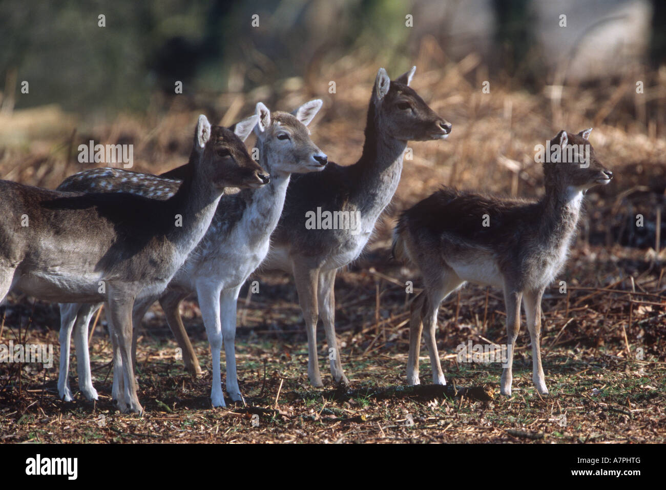 Fallow Deer Animals Stock Photo