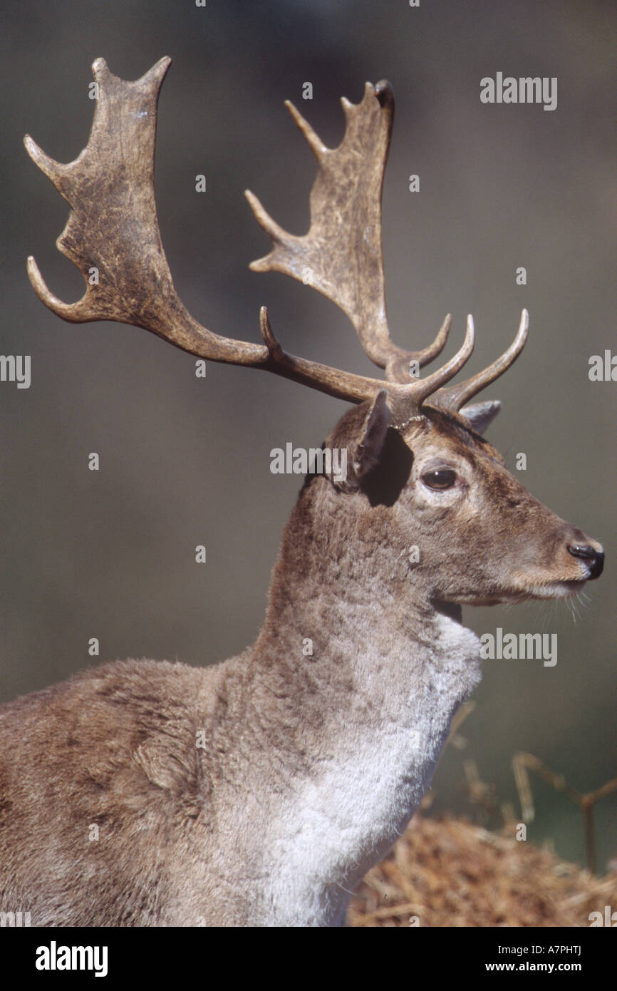 Fallow Deer Buck Animals Stock Photo