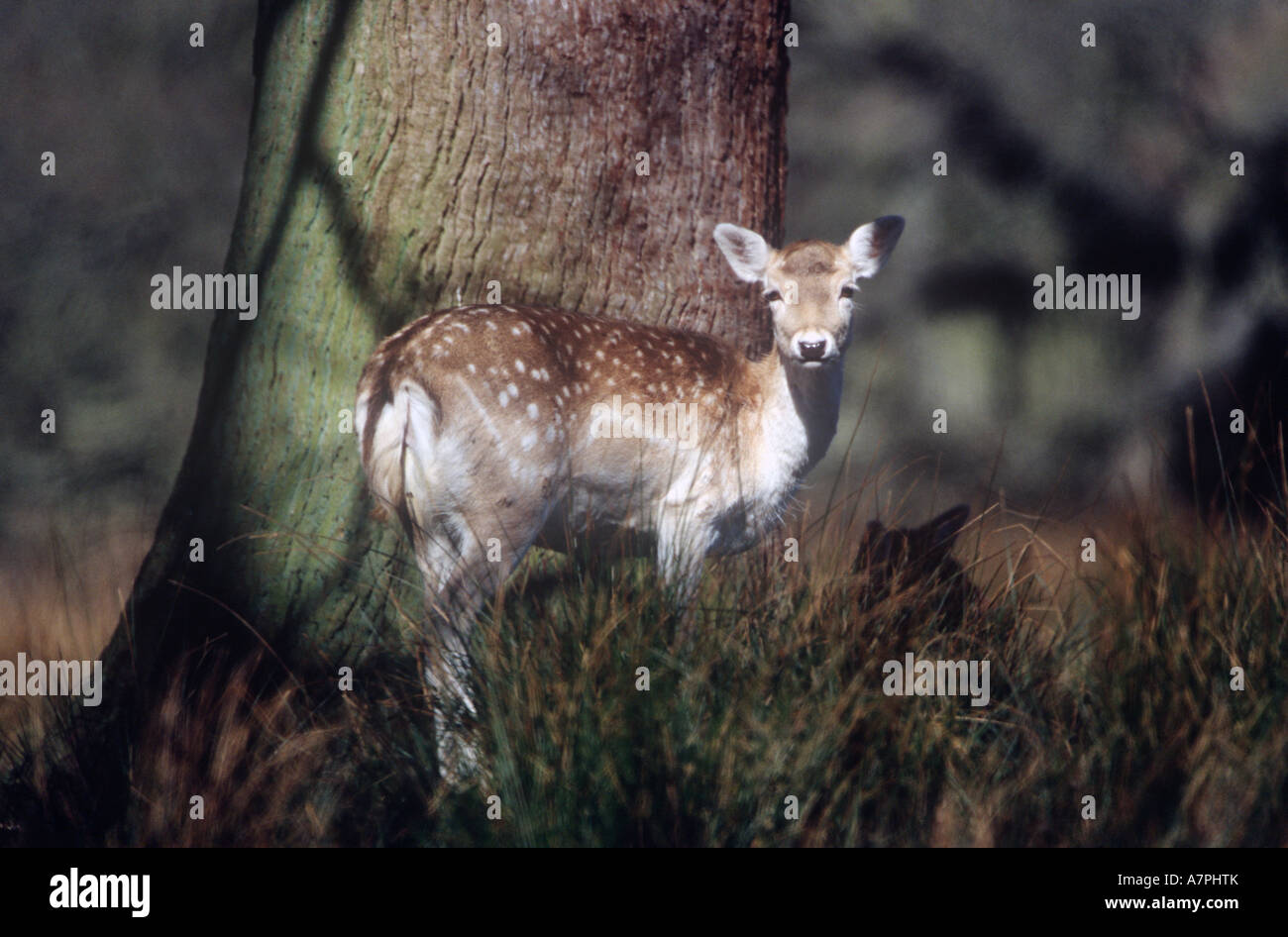 Fallow Deer Doe Animals Stock Photo