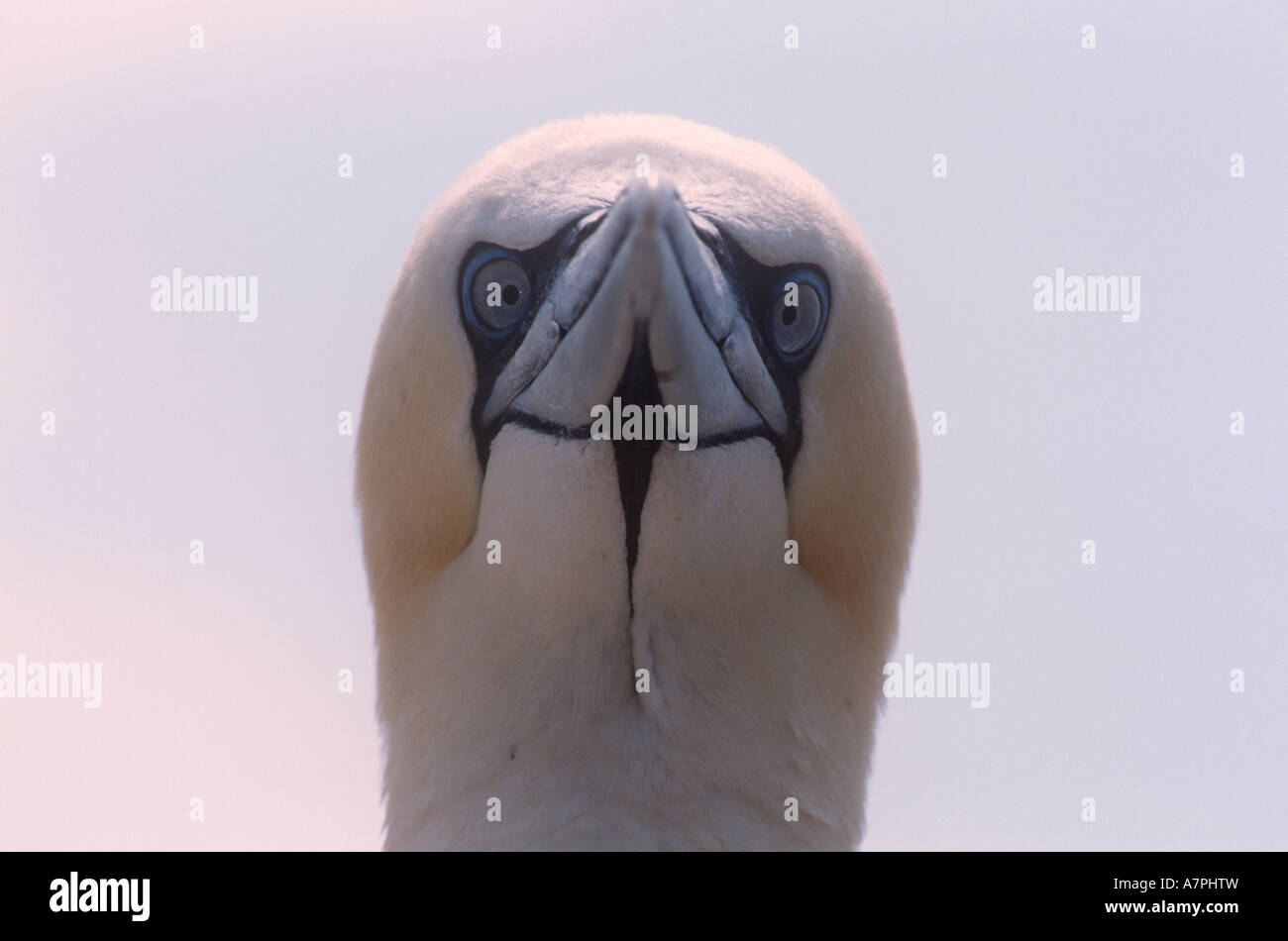 Gannet Birds Stock Photo