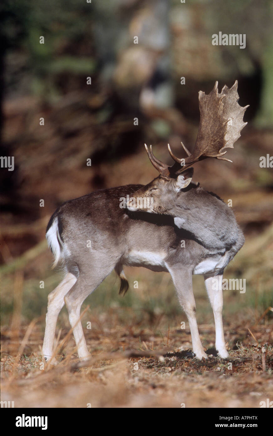 Fallow Deer Buck Animals Stock Photo