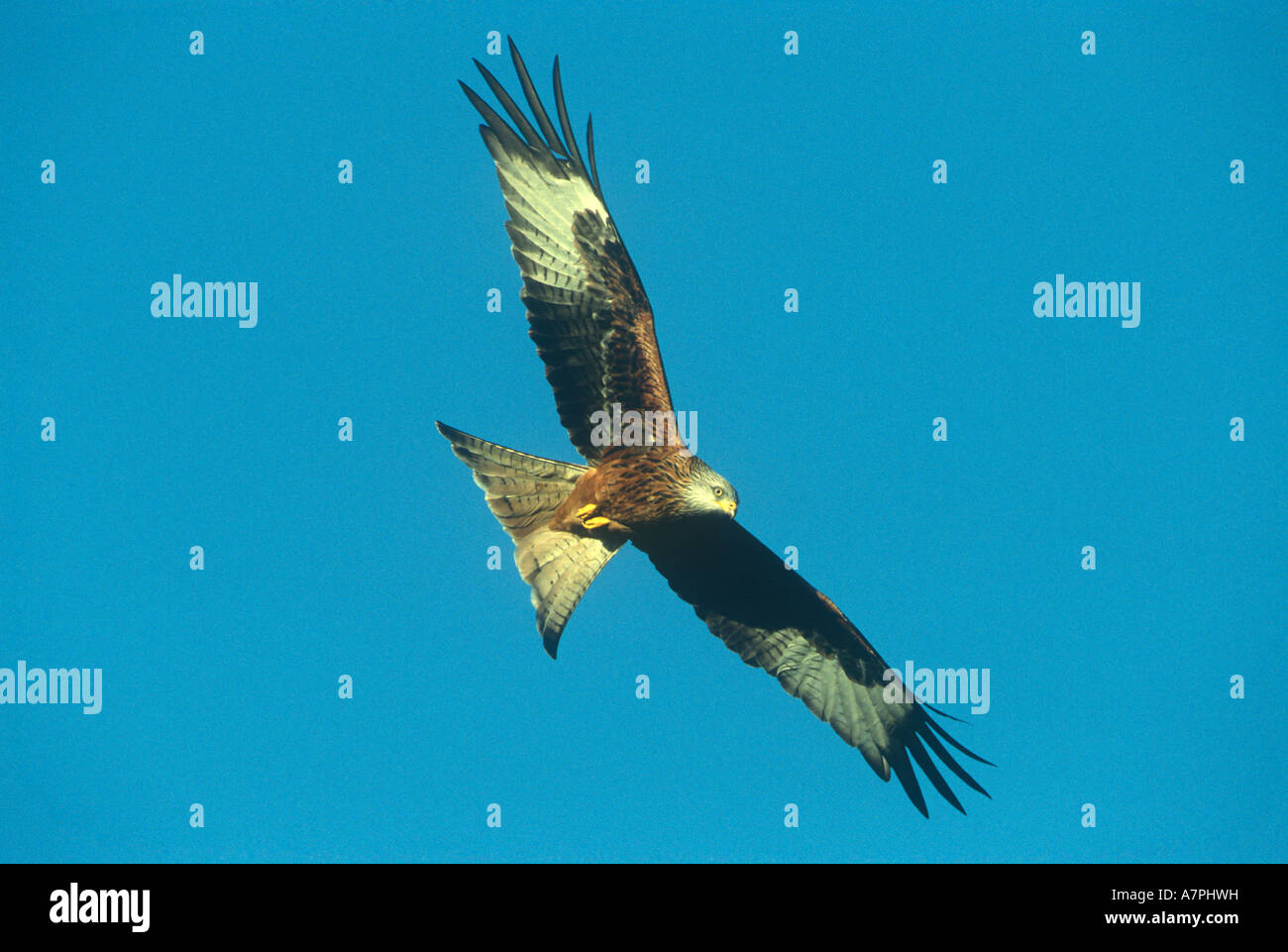 Red Kite in Flight Birds Stock Photo