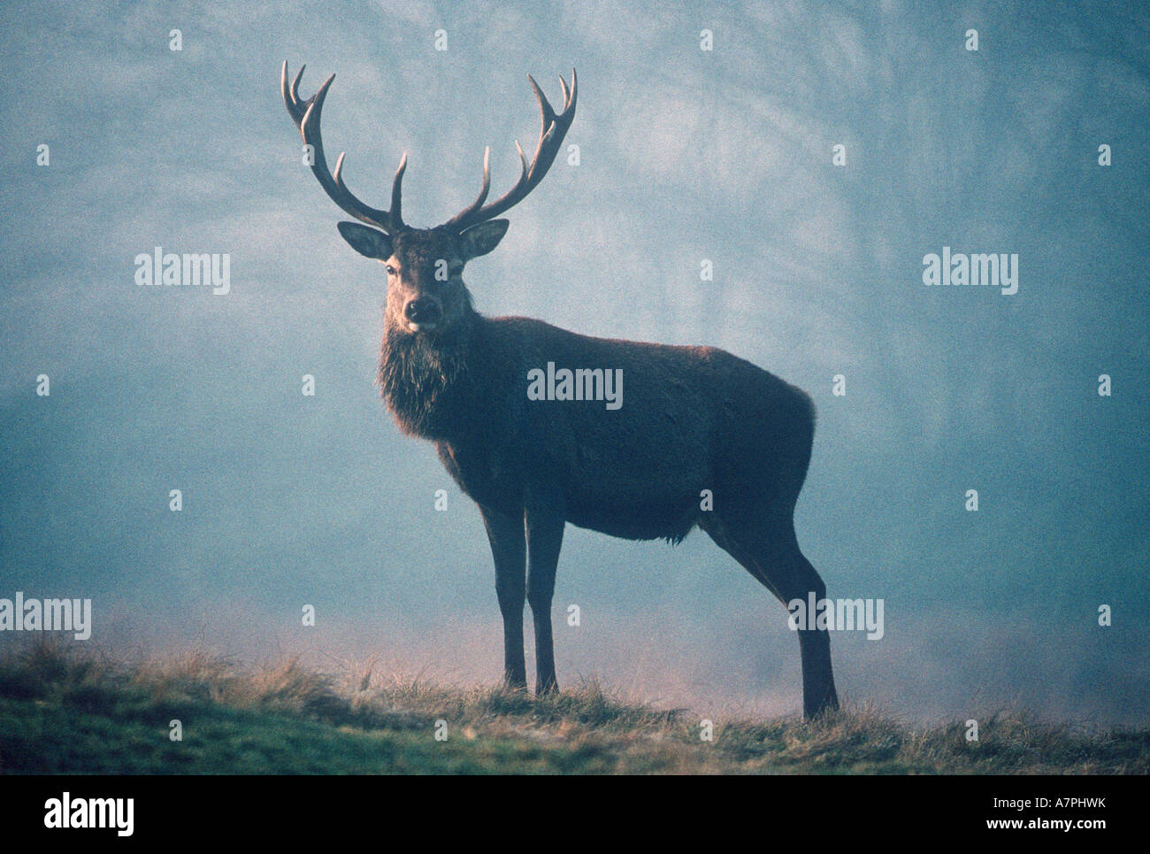 Red Deer Stag Animals Stock Photo