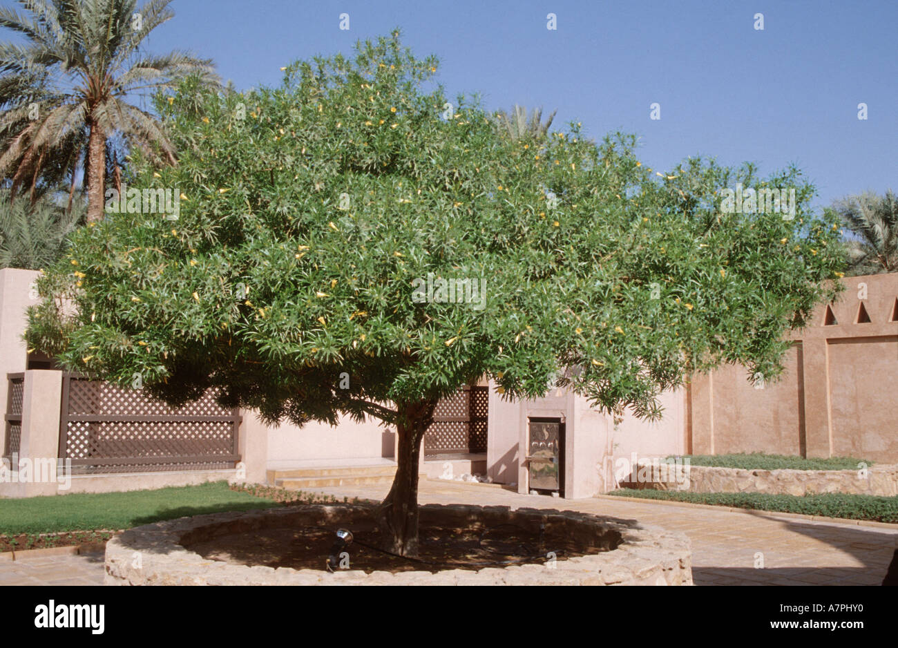 Lucky Nut, Yellow Oleander, Mexican Oleander, Be-Still, Bestill, Bestill tree (Thevetia peruviana), single tree in a courtyard, Stock Photo