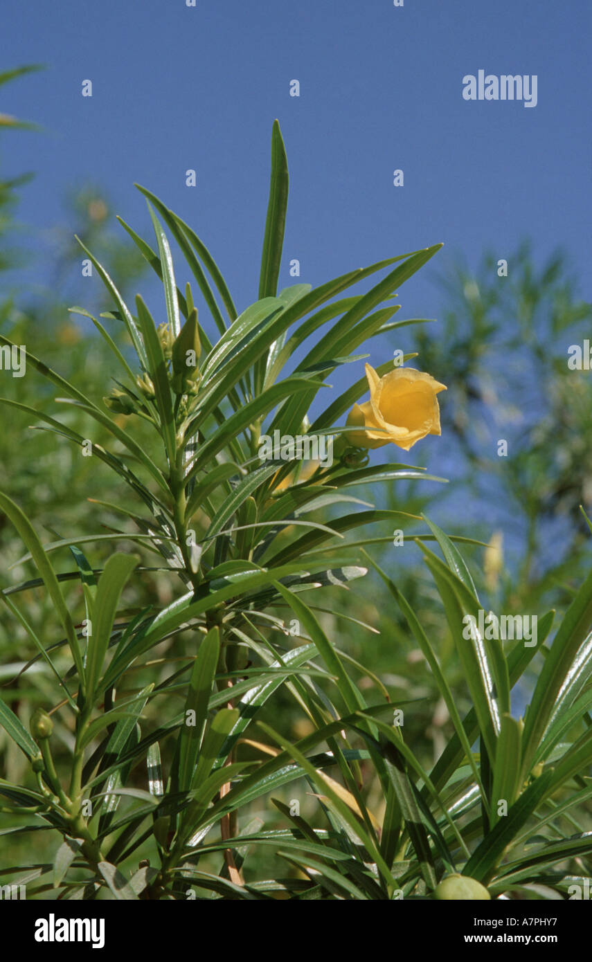 Lucky Nut, Yellow Oleander, Mexican Oleander, Be-Still, Bestill, Bestill tree (Thevetia peruviana), blossom on twig, United Ara Stock Photo