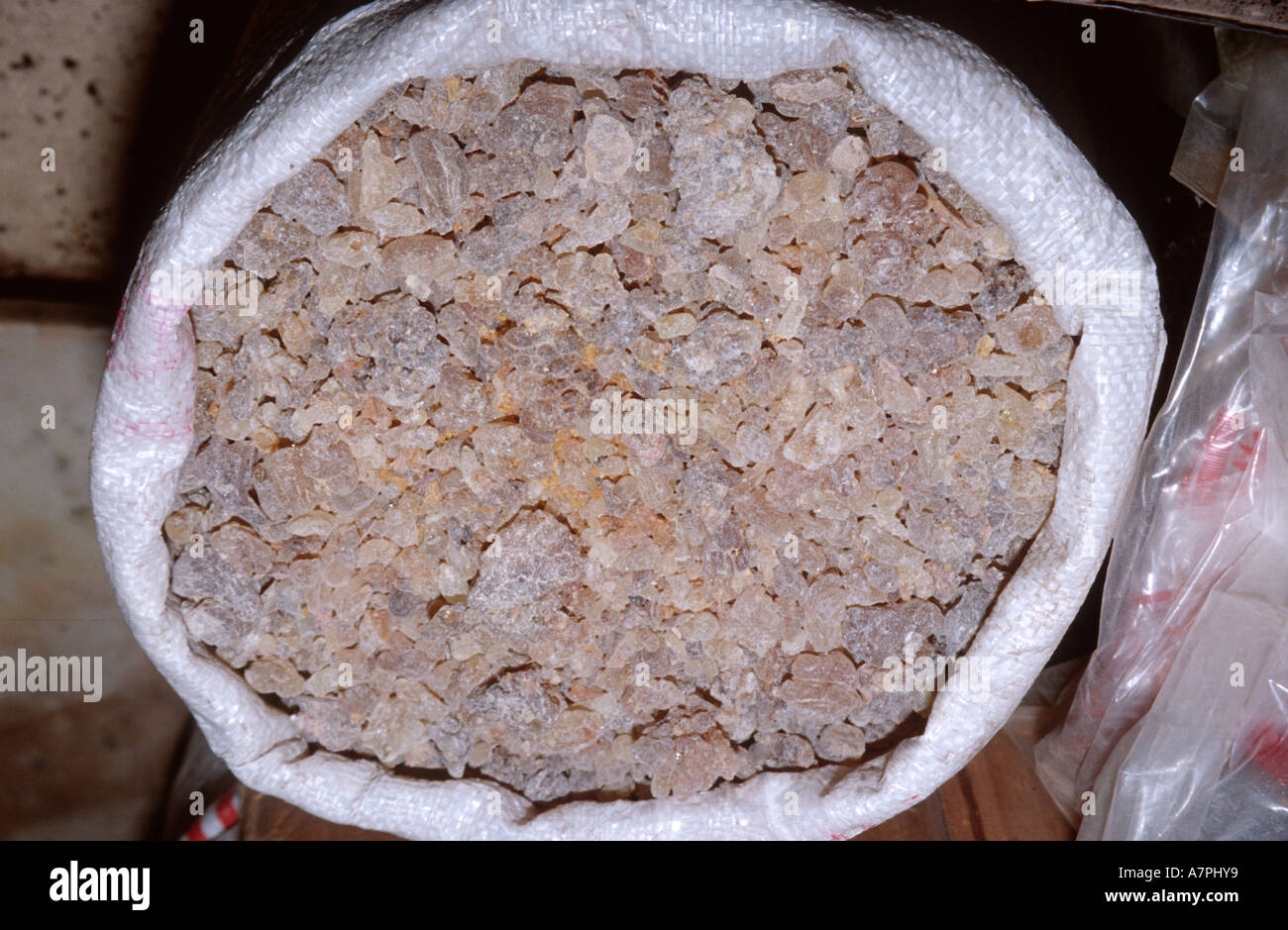 frankincense (Boswellia sacra), resin of frankincense, United Arab Emirates Stock Photo
