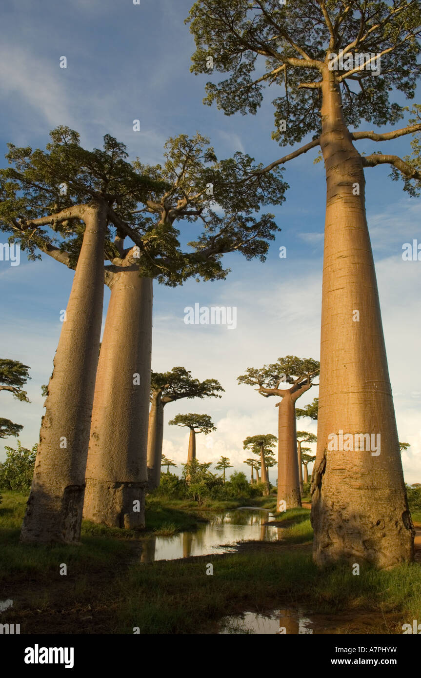 Baobab trees (Adansonia grandidieri) at sunset, Morondava, Madagascar ...