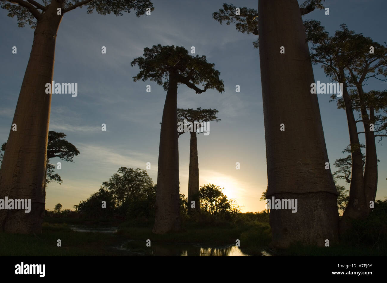 Baobab trees (Adansonia grandidieri) at dusk, Morondava, Madagascar ...