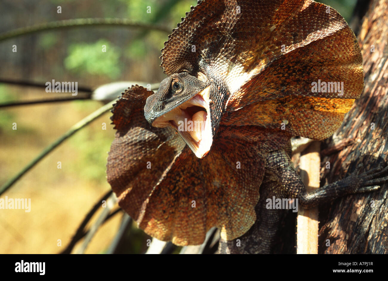 Frilled lizard (Chlamydosaurus kingii) giving defensive display, NT, Australia. Stock Photo