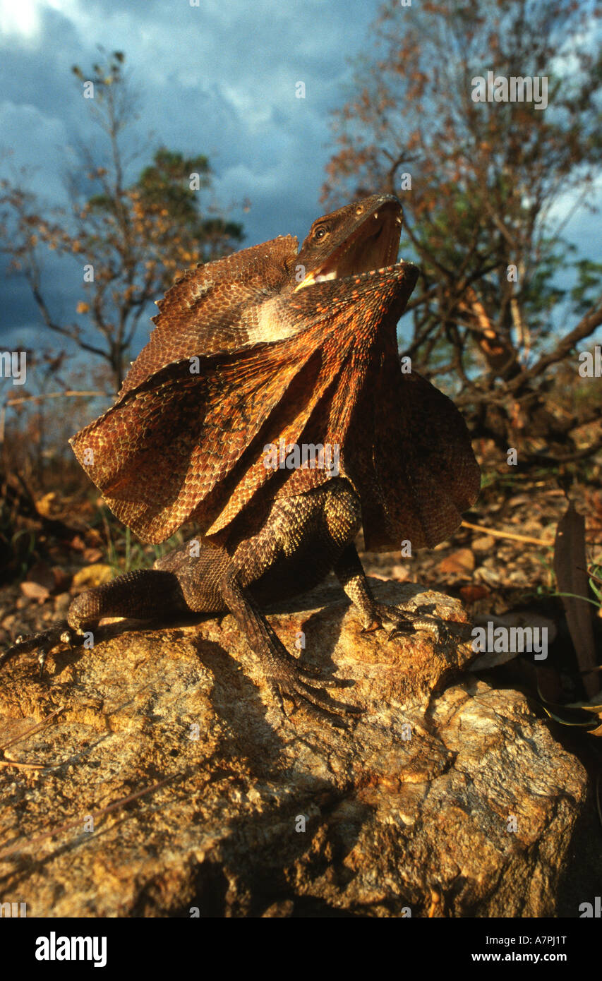 Frilled lizard (Chlamydosaurus kingii) giving defensive display, NT, Australia. Stock Photo
