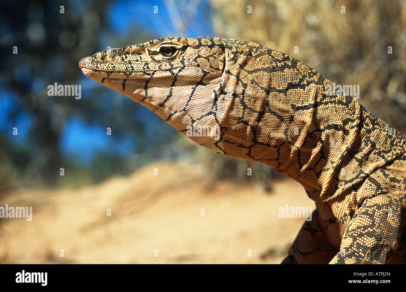 Perentie/ giant monitor lizard (Varanus giganteus), Australia Stock
