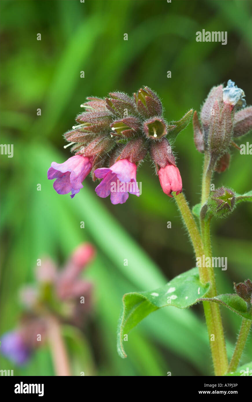 Lungwort Flowers Stock Photo