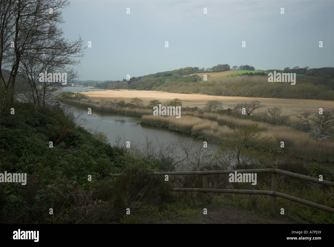 Slebech Reedbed in Winter Cleddau Estuary Stock Photo - Alamy