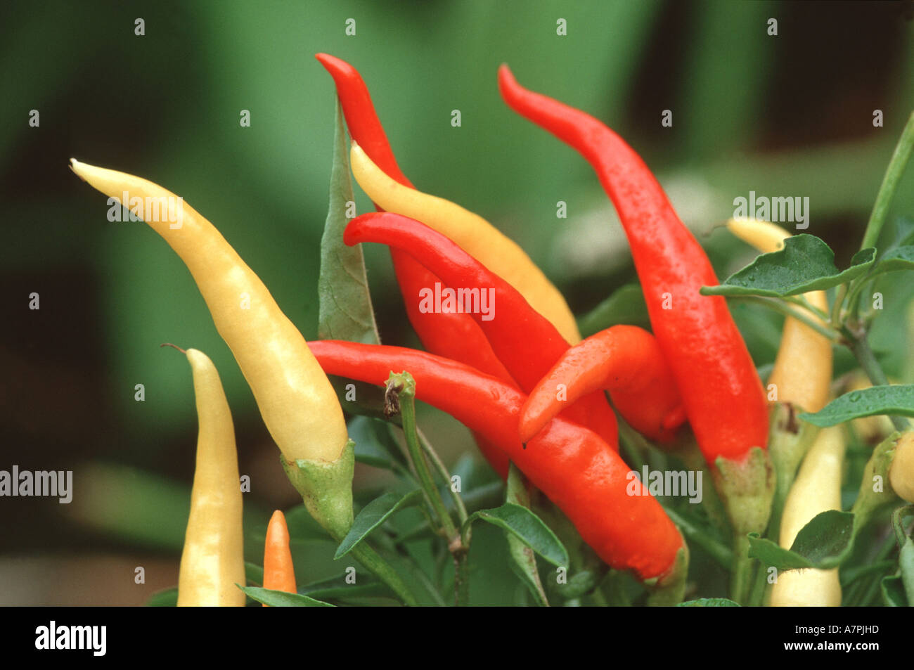 Chili pepper plant flowers hi-res stock photography and images - Alamy
