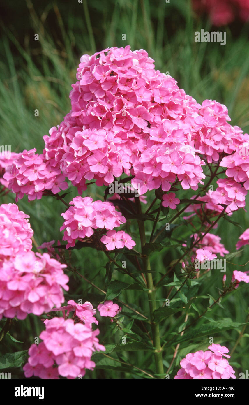 Phlox drummondii deals