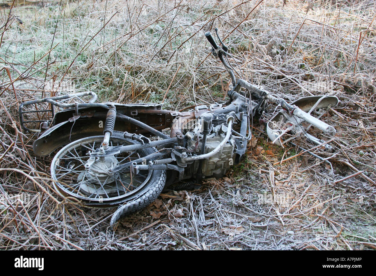 Dumped and stripped wreck of motorbike in woodland in winter Stock Photo -  Alamy