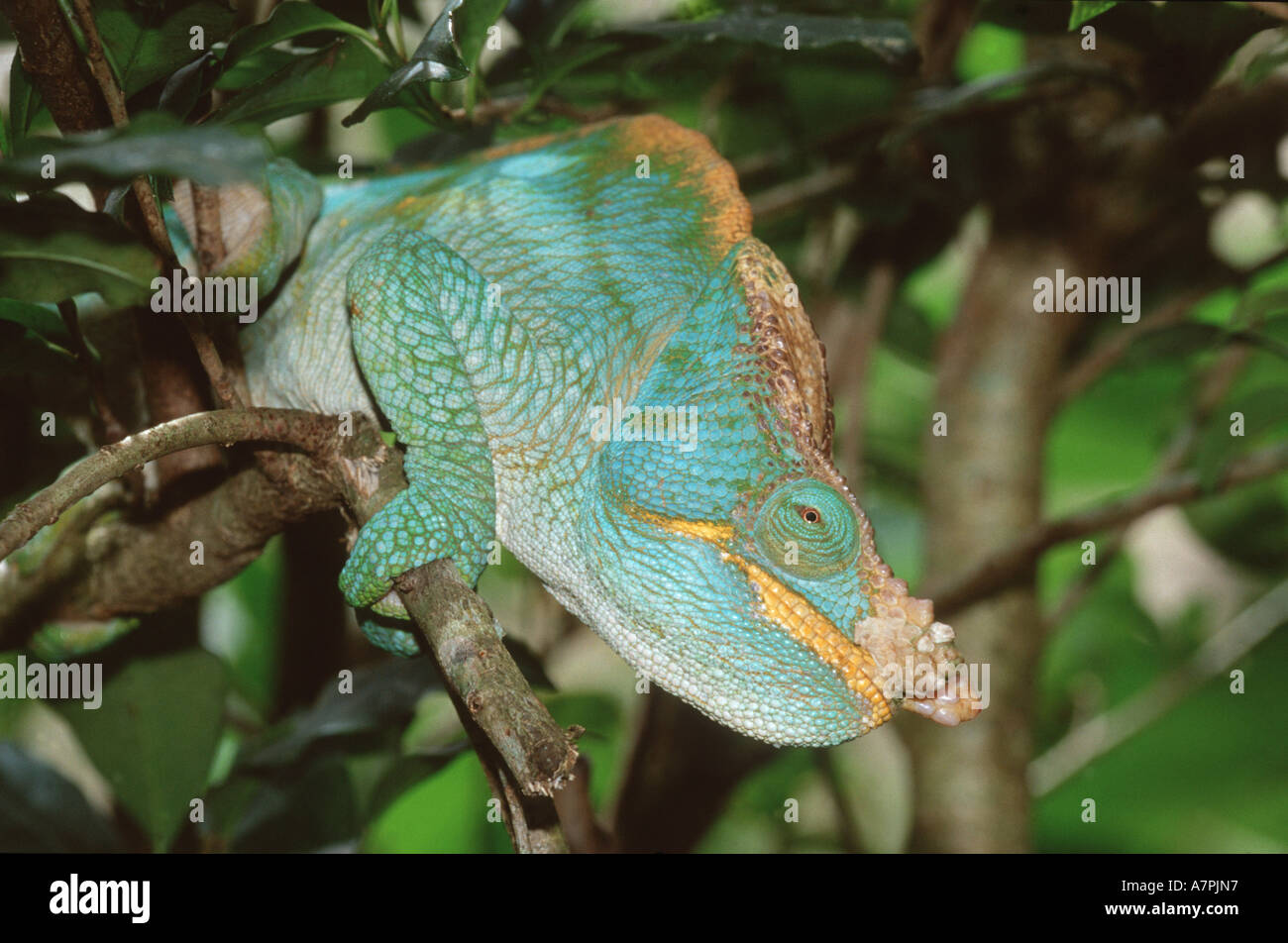 Parson's chameleon (Chamaeleo parsoni), on branches, Madagascar Stock Photo