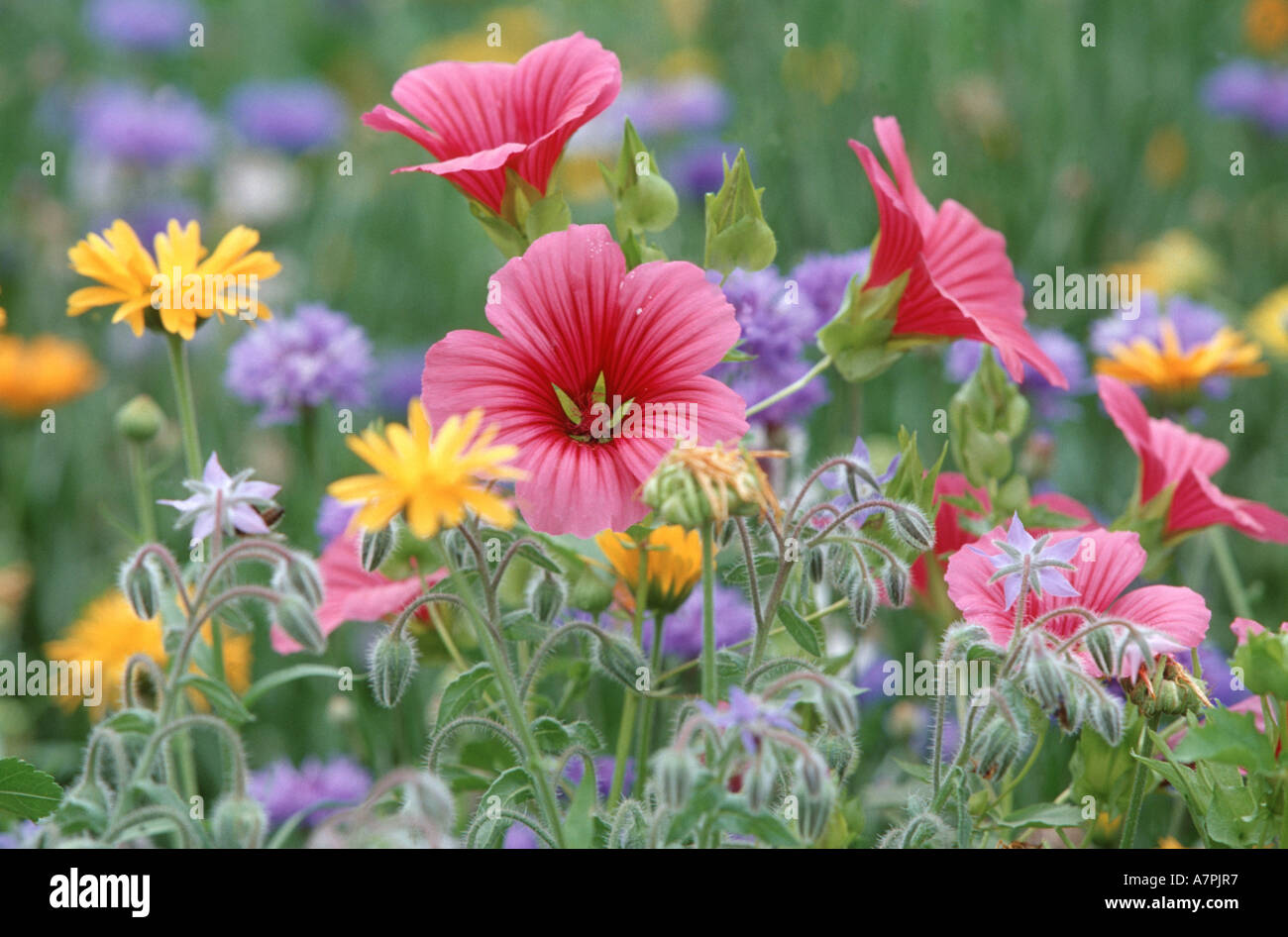 annual malope (Malope trifida), on flower meadow Stock Photo