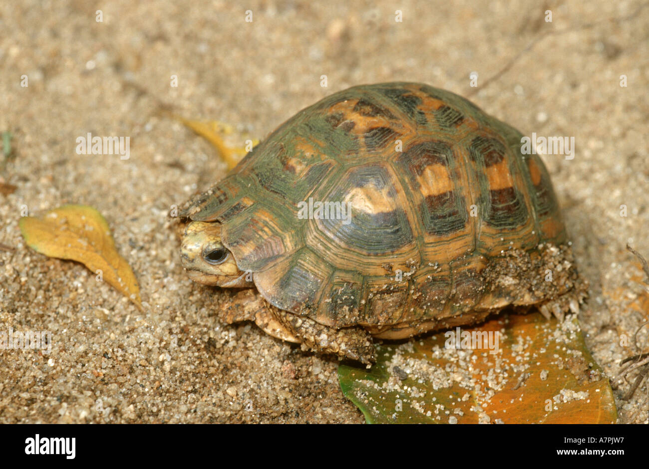 spider tortoise, Madagascan spider tortoise (Pyxis arachnoides arachnoides), in sand, Madagascar Stock Photo